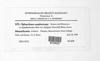 Sphaceloma symphoricarpi image